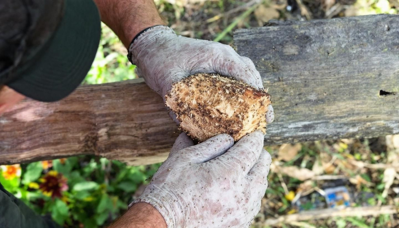 Comprendre l'importance des diagnostics termites pour la sécurité immobilière